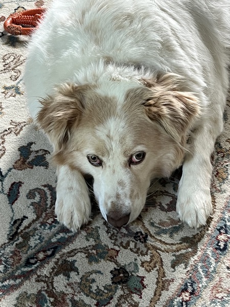 Entry image for Biscuit. Clicking this image will show a larger photo