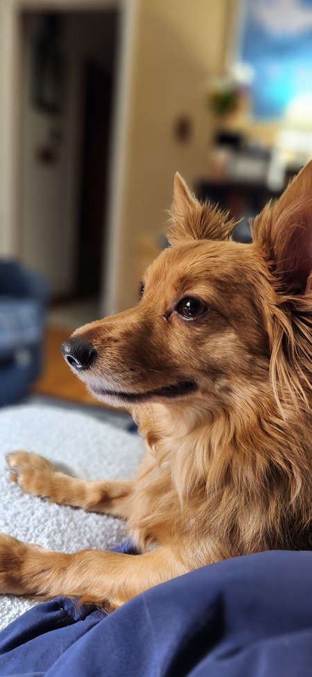 Entry image for Chewy. Clicking this image will show a larger photo