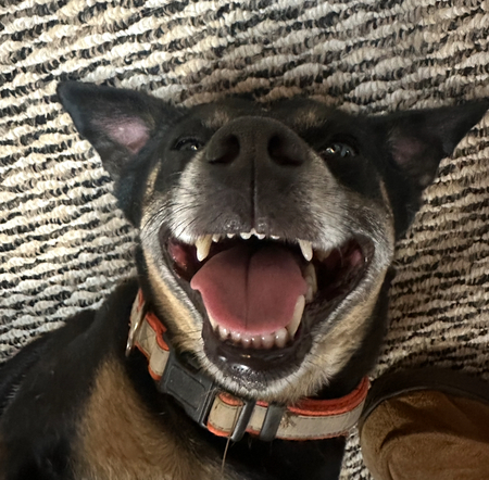 Entry image for Missy. Clicking this image will show a larger photo
