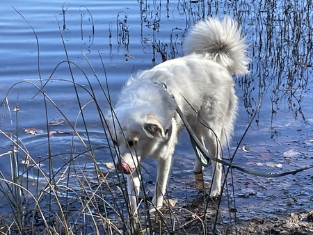 Entry image for Gracie. Clicking this image will show a larger photo
