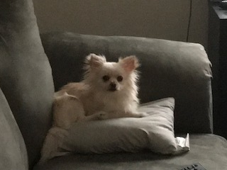 Entry image for Theo. Clicking this image will show a larger photo