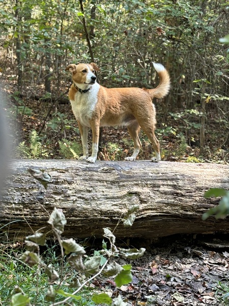 Entry image for Fergus. Clicking this image will show a larger photo