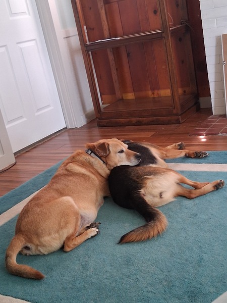 Entry image for Lucky and Fraulein. Clicking this image will show a larger photo