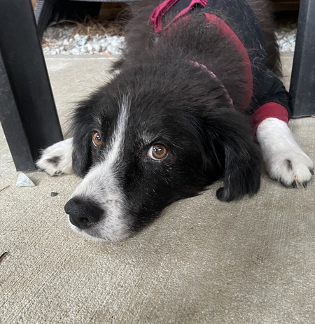 Entry image for Hallie. Clicking this image will show a larger photo