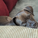 Entry image for Dash