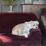 Entry image for Morte Goose