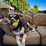 Entry image for Hugo