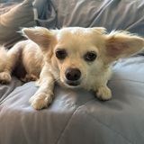 Entry image for Rosie