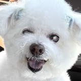 Entry image for Ballerina