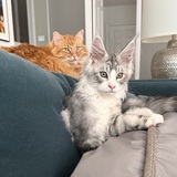 Entry image for Sunny & Blue