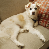 Entry image for Juddsen