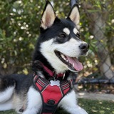 Entry image for Aurora