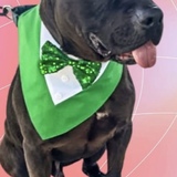 Entry image for Charlie