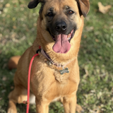 Entry image for Lexi