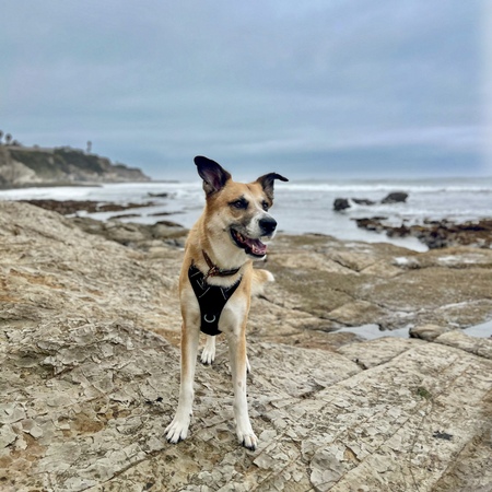 Entry image for Jackson. Clicking this image will show a larger photo