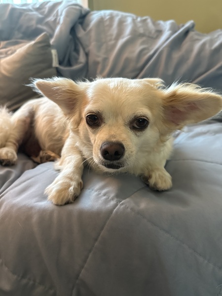 Entry image for Rosie. Clicking this image will show a larger photo
