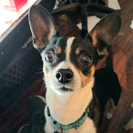 Entry image for Chico. Clicking this image will show a larger photo