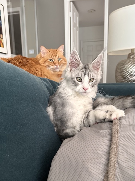 Entry image for Sunny & Blue. Clicking this image will show a larger photo