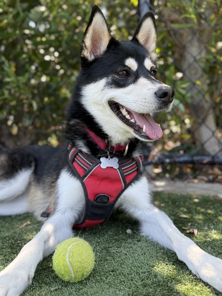 Entry image for Aurora. Clicking this image will show a larger photo