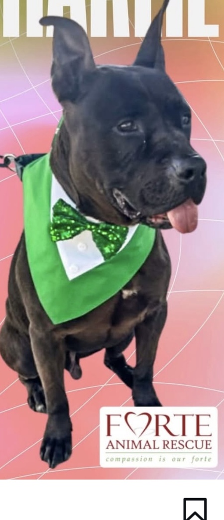 Entry image for Charlie. Clicking this image will show a larger photo