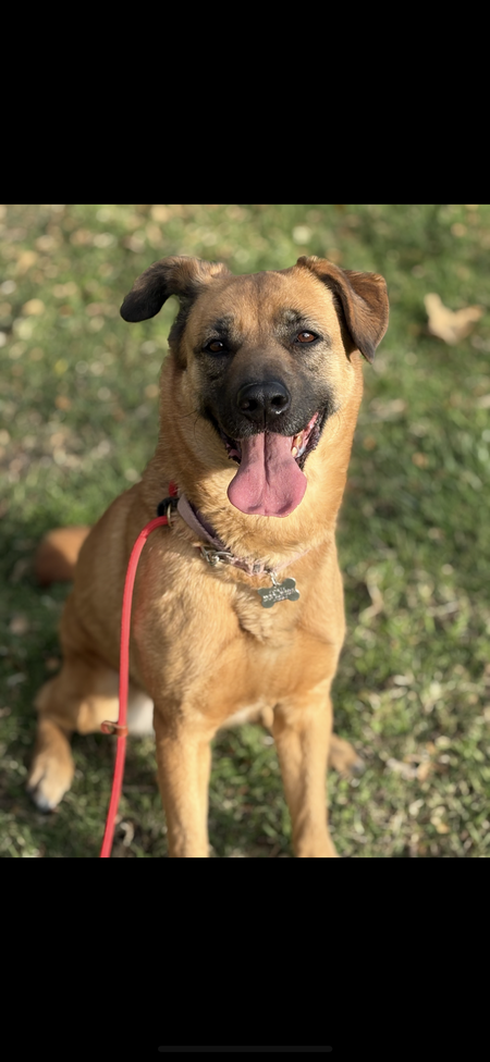 Entry image for Lexi. Clicking this image will show a larger photo