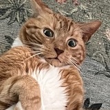 Entry image for Gingy