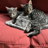 Entry image for Stella & Ringo