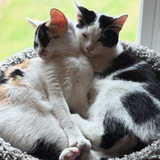 Entry image for Maizie and Peeta