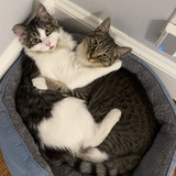 Entry image for Loki & Widget 
