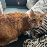 Entry image for Peanut