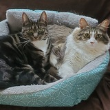 Entry image for Zoe (tiger) and Amy (more white)