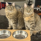 Entry image for Pippa and Primrose 