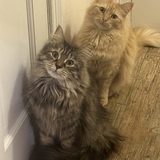 Entry image for Waffles and Peanut