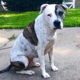 Entry image for Louie