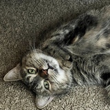 Entry image for Mochi