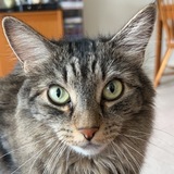 Entry image for Lucy
