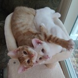 Entry image for Linus and Rufus