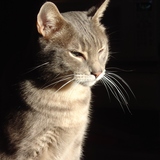 Entry image for Smokey