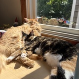 Entry image for Piper (calico) and Finn (orange)