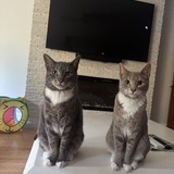 Entry image for Louie (gray) and Emmy (brown)