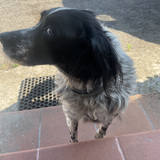 Entry image for Bella
