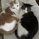 Entry image for Bella & Bandit