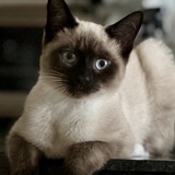 Entry image for Gracie