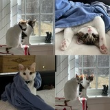 Entry image for Milo & Mason - Brothers & Buddies