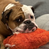 Entry image for Rosie