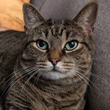 Entry image for Oscar