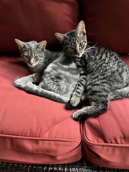 Entry image for Stella & Ringo. Clicking this image will show a larger photo