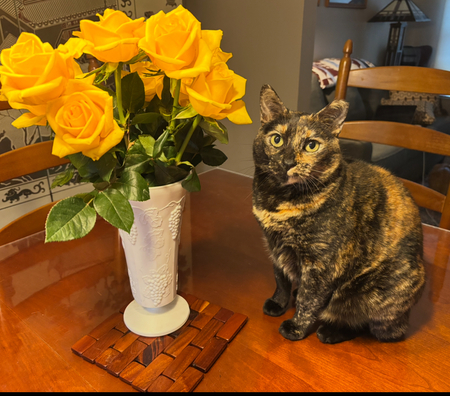 Entry image for Hazel. Clicking this image will show a larger photo