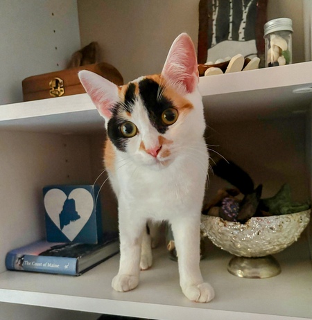 Entry image for Maizie. Clicking this image will show a larger photo