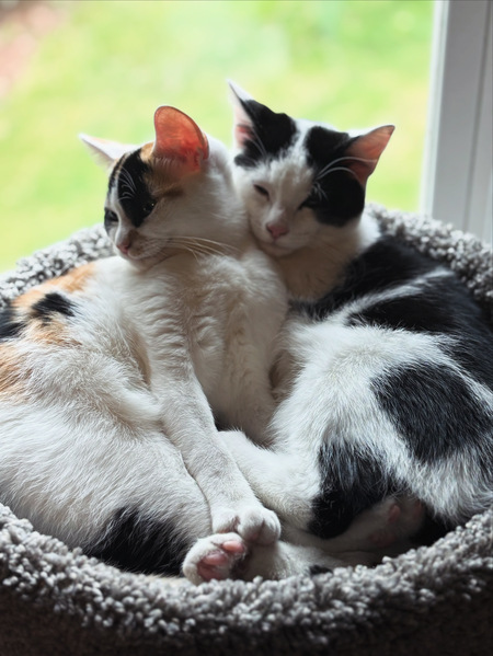 Entry image for Maizie and Peeta. Clicking this image will show a larger photo